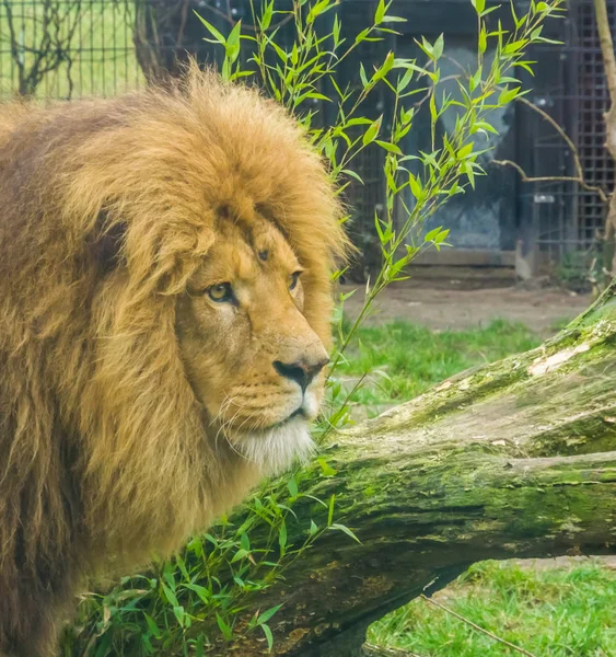 Detailní záběr na hlavu samčího lva, krále džungle z Afriky, oblíbené zoologické zvíře — Stock fotografie