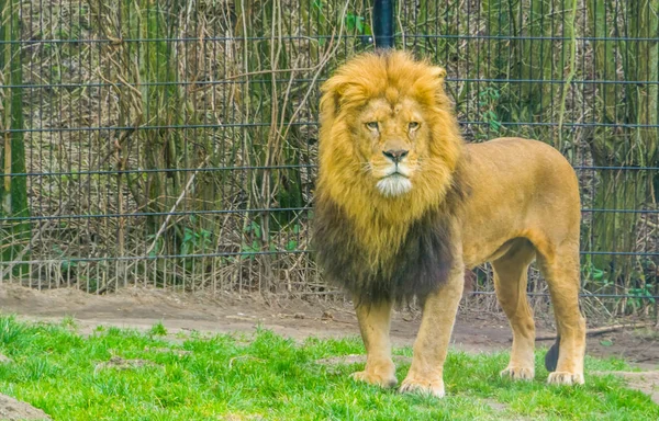 Close-up de um leão macho em pé na grama, animal zoológico popular, espécie animal vulnerável da África — Fotografia de Stock