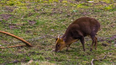 Otlakta otlayan Çinli erkek munçak Asya 'dan gelen havlayan geyik.