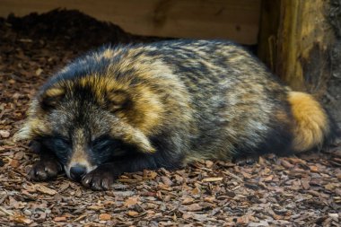 adorable closeup portrait of a raccoon dog laying on the ground and watching in the camera, Animal from Eurasia clipart