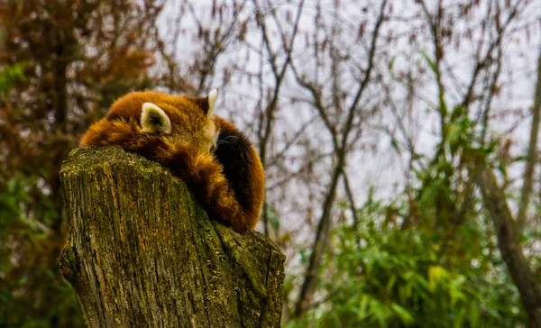 切り株の木の上で寝ているレッサーパンダアジアの絶滅危惧種 — ストック写真