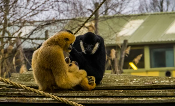 Mother gibbon holding her new born infant, Father watching, monkey family portrait — Stock Photo, Image