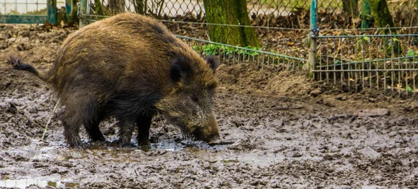 Wild boar standing in the sand and urinating, widely spread animal through out the world — Stock Photo, Image