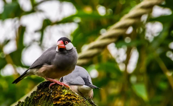 Gorrión de arroz Java sentado en un tocón de árbol, pájaro tropical de la isla java de Indonesia, especie de ave en peligro de extinción, mascota popular en la avicultura —  Fotos de Stock