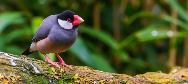 インドネシアのジャワ島からの人気のある熱帯の鳥、農業で人気のある空飛ぶペット、絶滅危惧種の鳥 — ストック写真