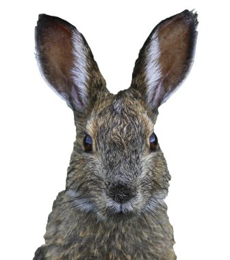 closeup of the face of hare, funny easter bunny head isolated on a white background clipart