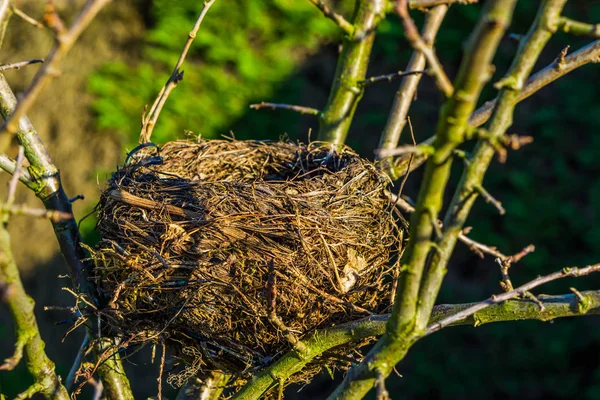 Egy madárfészek közelsége egy fán, madarak szaporodási időszaka tavasszal, üres madár haza — Stock Fotó