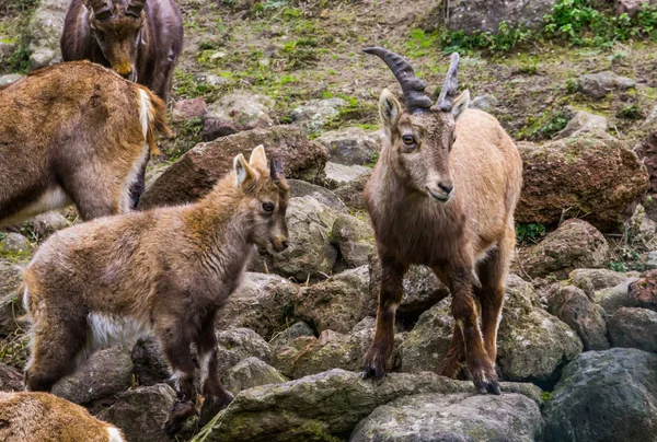 엄마 알프스산맥의 아이벡스는 어린 아이들과 다른 가족들, 유 로프 산의 야생 염소들과 함께 — 스톡 사진