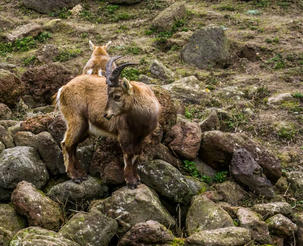 Vrouwelijke alpiene steenbok staand op enkele rotsen, Dier uit de bergen van Europa — Stockfoto