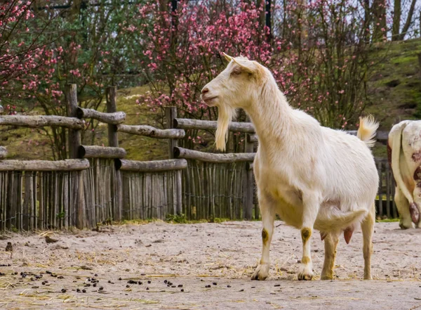 Mannelijke witte geit met een baard, witte melkgeit van een populair Nederlands hybride ras, Boerderijdieren — Stockfoto