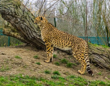 Bir çitanın portresi çim tepesinde duruyor, Afrika 'dan gelen savunmasız bir hayvan türü.