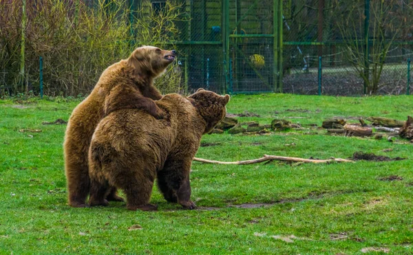 Dwa brązowe niedźwiedzie razem, jeden na innych, typowych zwierząt w Eurazji, popularne zoo zwierzęta — Zdjęcie stockowe
