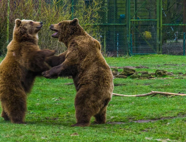 Zwei lustige braune Bären, die miteinander spielen, gemeinsame Tiere in Eurasien — Stockfoto