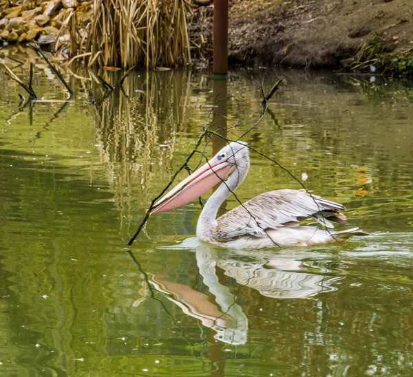 Рожевий задній пелікан плаває у воді з гілкою у своїй білці, пелікан збирає гілки для будівництва гнізда, Сезонне розмноження — стокове фото