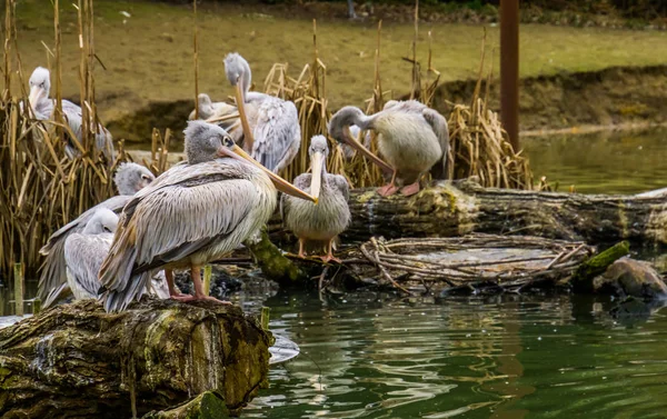 Detailní záběr růžového pelikána stojícího na kmeni stromu s rodinou v pozadí, pelikáni na vodní straně, Ptáci z Afriky a Indie — Stock fotografie