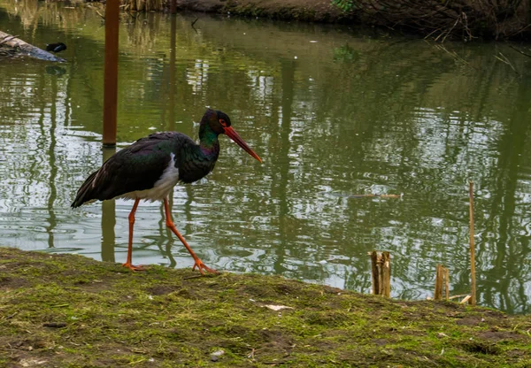 Cigüeña negra caminando por el lado del agua, Pájaro de eurasia — Foto de Stock