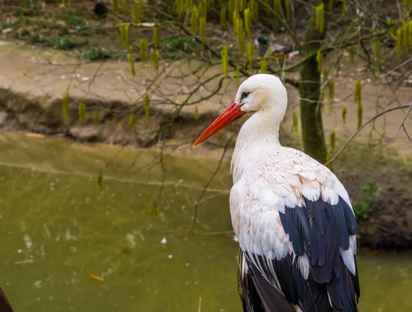 white stork in closeup standing at the water side, common bird of Europe