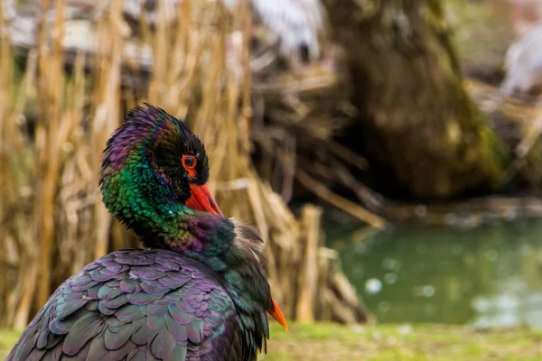 Primer plano de la cara de una cigüeña negra, hermoso pájaro con plumas negras coloridas y brillantes — Foto de Stock