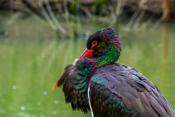 Volto di una cicogna nera in primo piano, bellissimo uccello con piume lucide e colorate — Foto Stock