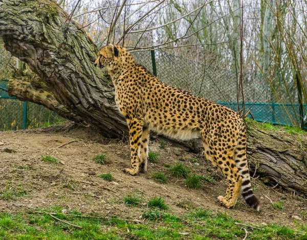 Portret van een cheeta die op een grasheuvel staat, Kwetsbare diersoort uit Afrika — Stockfoto