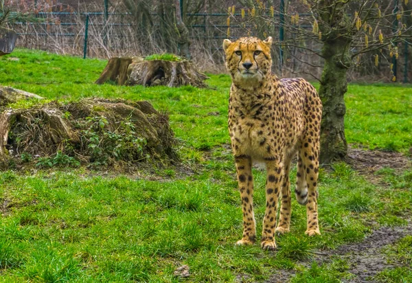 Close-up van een jachtluipaard in het gras, populaire dierentuindieren, kwetsbare diersoort uit Afrika — Stockfoto