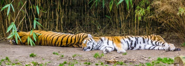 Dois tigres siberianos dormindo juntos no chão, espécies animais ameaçadas de extinção da Sibéria — Fotografia de Stock