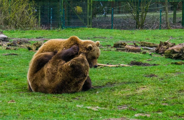 Twee bruine beren spelen met elkaar, draagt twee waar leuke, voorkomende dieren in Eurazië — Stockfoto