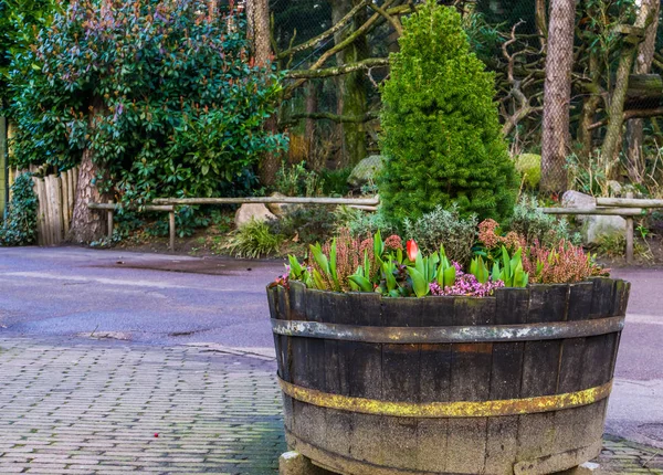 Trä badkar fylld med blommor och växter, holländska trädgård dekorationer — Stockfoto