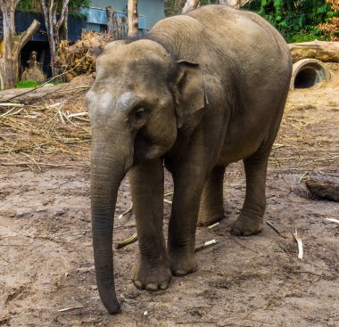 Kumda duran dişi Asya filinin portresi Asya ve Hindistan 'dan nesli tükenmekte olan memeli.