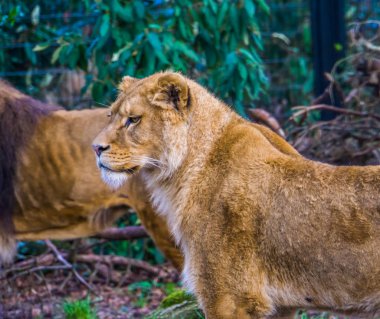 Afrika bozkırlarından popüler bir hayvanat bahçesi hayvanı olan dişi aslanın üst gövdesine yakın çekim.