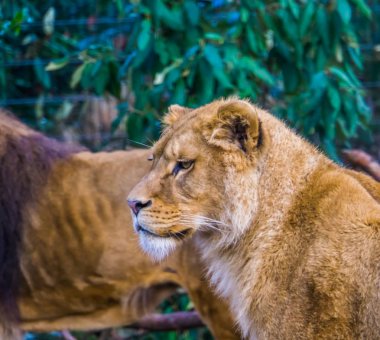 Yüzü yakın plan çekilmiş dişi aslan, Afrika savanasından popüler bir hayvan, tehdit altındaki hayvan türleri.