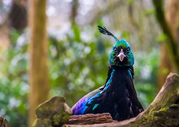 La cara de un faisán impío macho en primer plano, pájaro colorido con plumas brillantes, animal de las montañas del Himalaya de la India — Foto de Stock