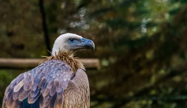 Fechar-se de um abutre griffon, ave comum da europa — Fotografia de Stock