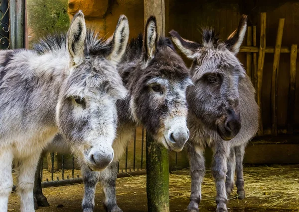 three faces of miniature donkeys in closeup, funny animal family portrait, popular farm animals and pets