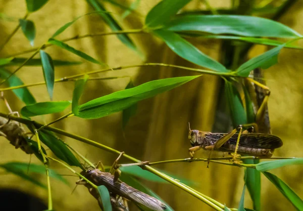 Gros plan d'un criquet migrateur assis sur une branche, insecte d'Afrique et d'Asie — Photo