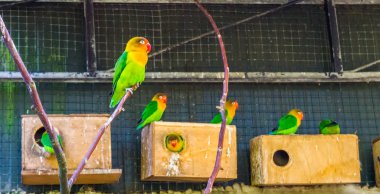 bir Fischer 'ın muhabbetkuşu 'in, Afrika 'dan gelen, tropikal ve renkli kuşdaki bir dala oturan