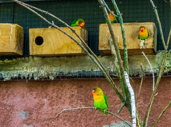 Piccioncini pescatore nella voliera, pappagalli nani colorati e vivaci, animali domestici popolari in avicoltura — Foto Stock