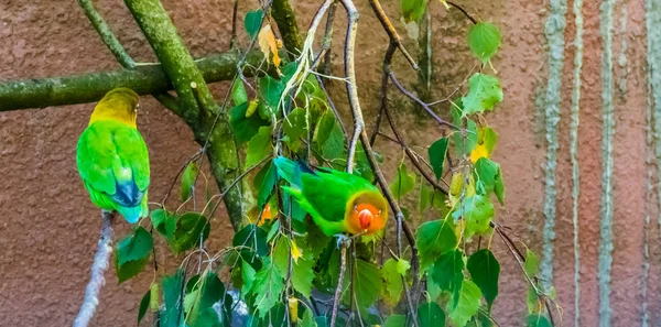 Pombinhos de fischer sentados em um galho de árvore, pequenos papagaios coloridos e tropicais da áfrica, animal de estimação popular na avicultura — Fotografia de Stock