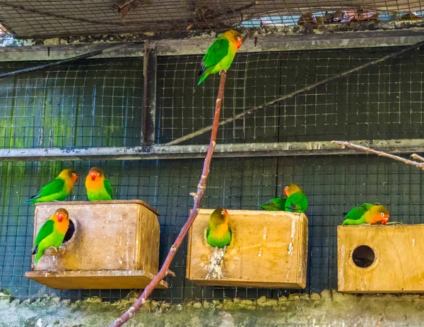 Volière pleine d'tourtereaux de pêcheurs, oiseaux tropicaux colorés d'Afrique, animaux de compagnie populaires en aviculture — Photo