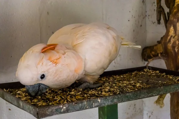 Nahaufnahme eines rosa Kakadus, der Samen frisst, Tierfütterung, tropischer Vogel aus Australien, beliebtes Haustier in der Vogelzucht — Stockfoto