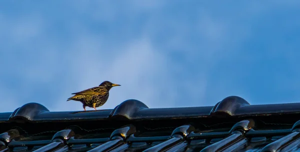 黄色のスターリングと黒の屋根の上に座っているヨーロッパの共通の鳥種 — ストック写真