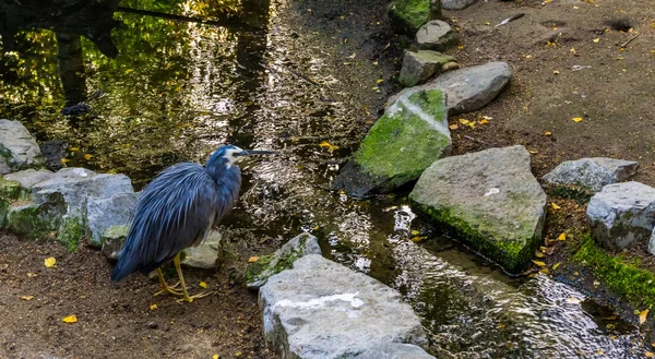 Garza blanca de pie frente a un pequeño río, ave costera tropical de Australia —  Fotos de Stock