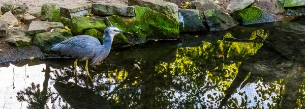 Крупним планом білої фасадом чапля ходьба у воді, Тропічна Прибережна птах з Австралії — стокове фото