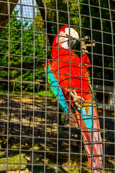 Red and green macaw parrot sitting against the fence of the aviary, tropical bird from America, popular pet in aviculture — Stock Photo, Image