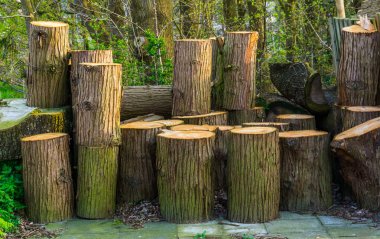 accumulation of wooden tree trunks, natural background, timbered wood clipart