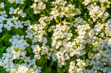 macro closeup of white aubretia flowers, common garden plant in Europe, botanical background clipart