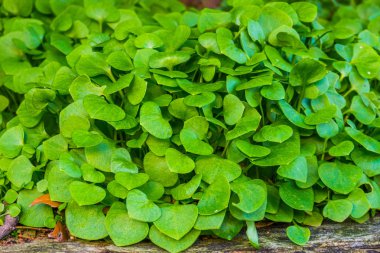 Makro yakın çekim kış purslane, organik ekilmiş bahçe bitkileri, sağlıklı yeşil sebzeler