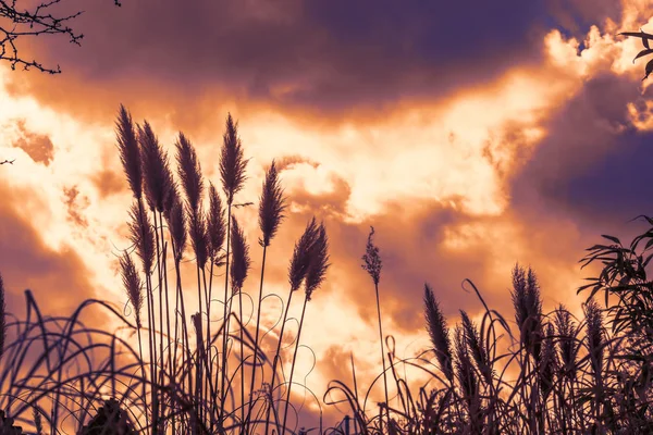 多彩多姿的多彩多姿的青草，自然和农业背景 — 图库照片