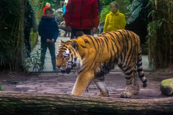 Crianças com seus pais assistindo a um tigre siberiano que está passando, turismo no zoológico animal — Fotografia de Stock
