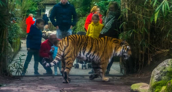 Pessoas olhando para um tigre siberiano no zoológico, Crianças com seus pais, turismo no zoológico animal — Fotografia de Stock
